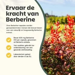 20% korting | Cupplement Berberine Extract Capsules 400 mg