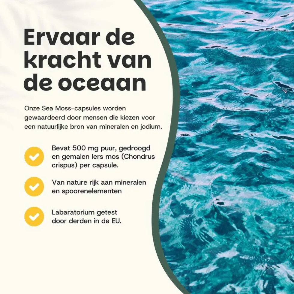 20% korting | Cupplement Sea Moss Capsules 500 mg Biologisch