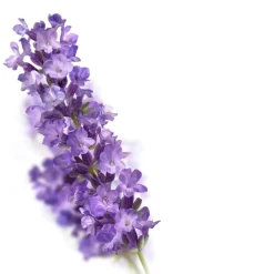 Kneipp Relaxing Lavendel Douchegel