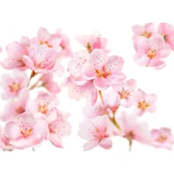 Kneipp Soft Skin Amandelbloesem Badolie