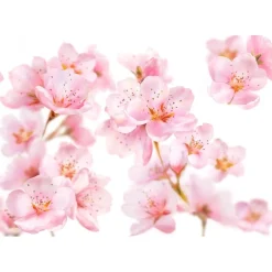 Kneipp Soft Skin Amandelbloesem Douchefoam