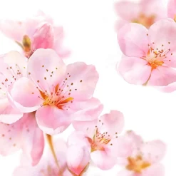 Kneipp Soft Skin Softening Bodylotion